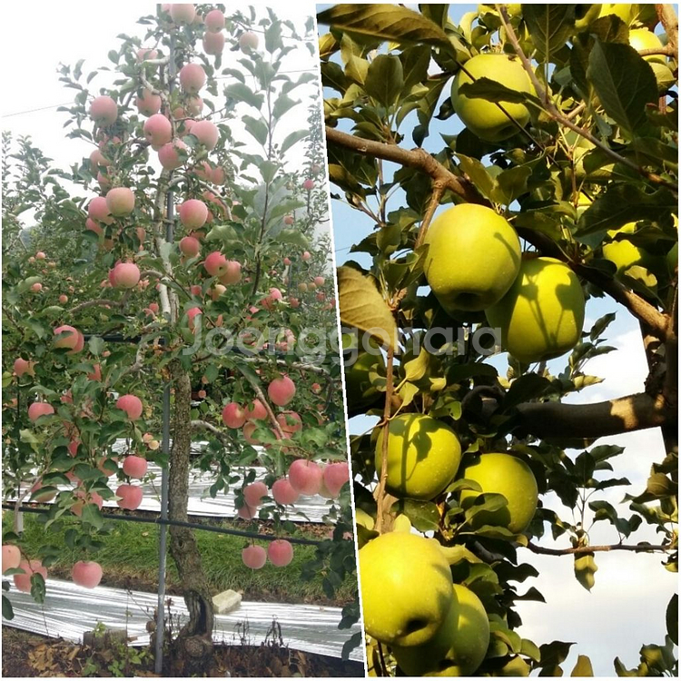 달콤한 소백사과10키로 (오늘까지마지막 물량)--2