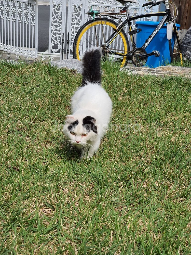 고양이--0