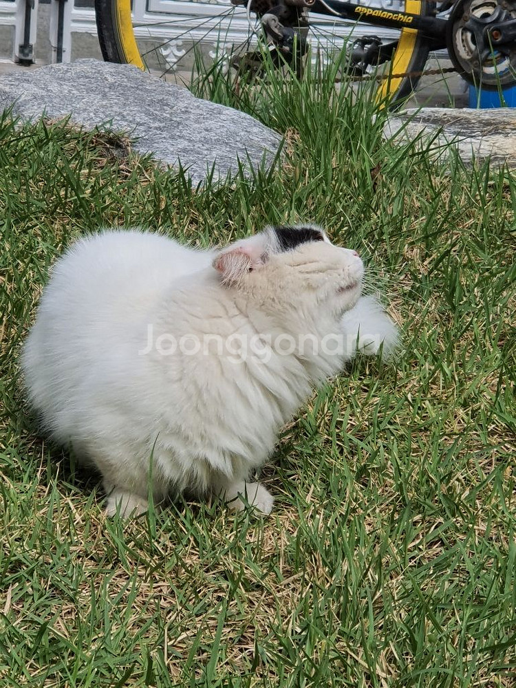 고양이--1