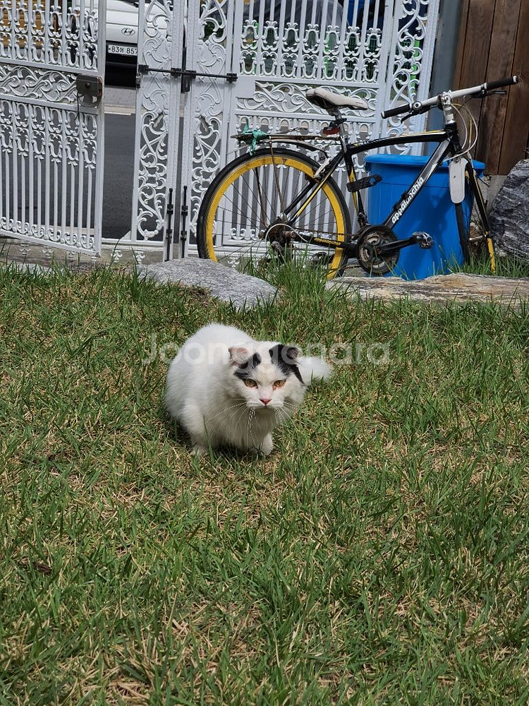 고양이--2