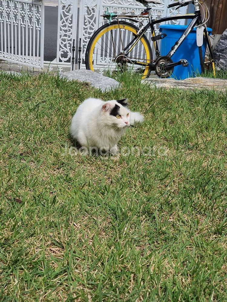 고양이--3