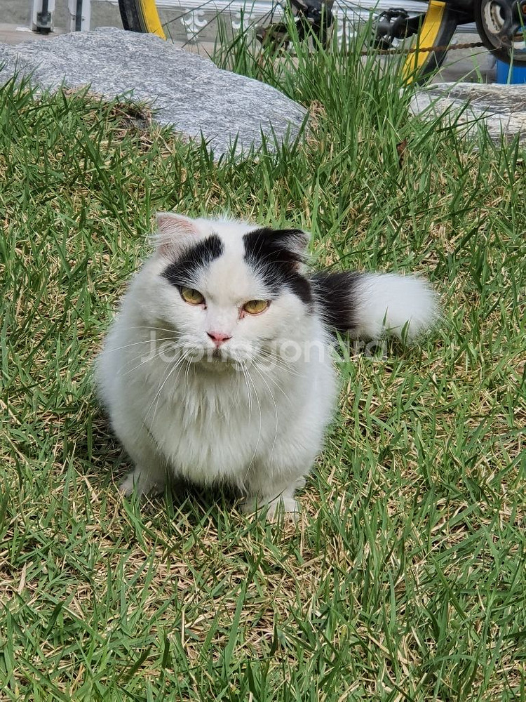 고양이--4