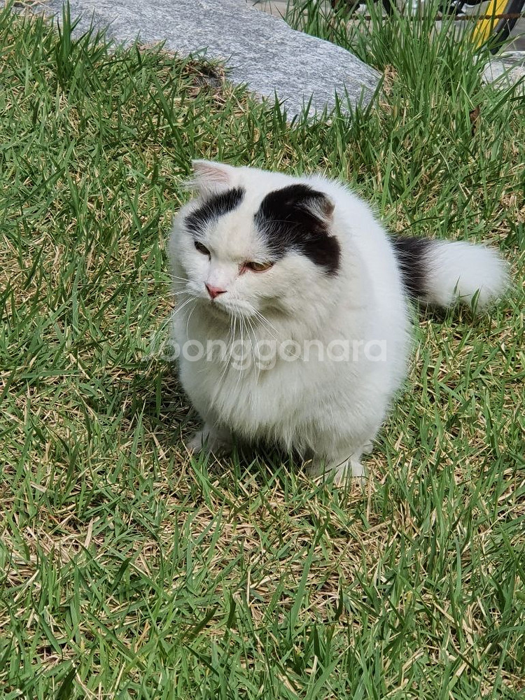 고양이--5