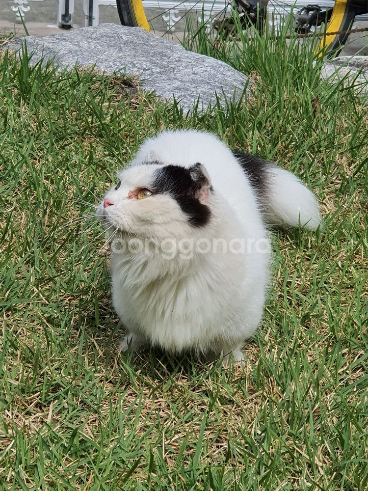 고양이--6