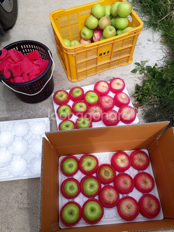 소백,시나노사과있어요--1