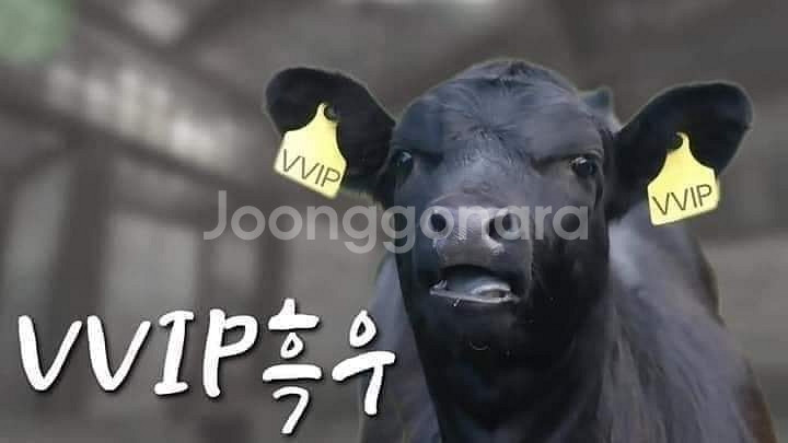 데상트 아우디 패딩 후리스 팝니다 안사면 흑우--0