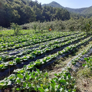 충북괴산절임배추20kg