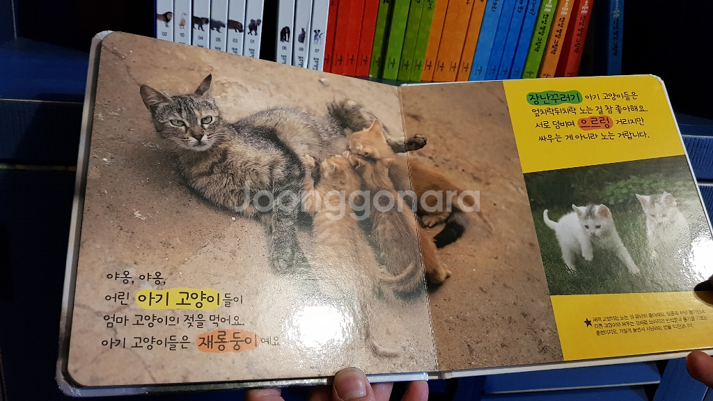블루래빗동물백과+애플비아이튼튼--5