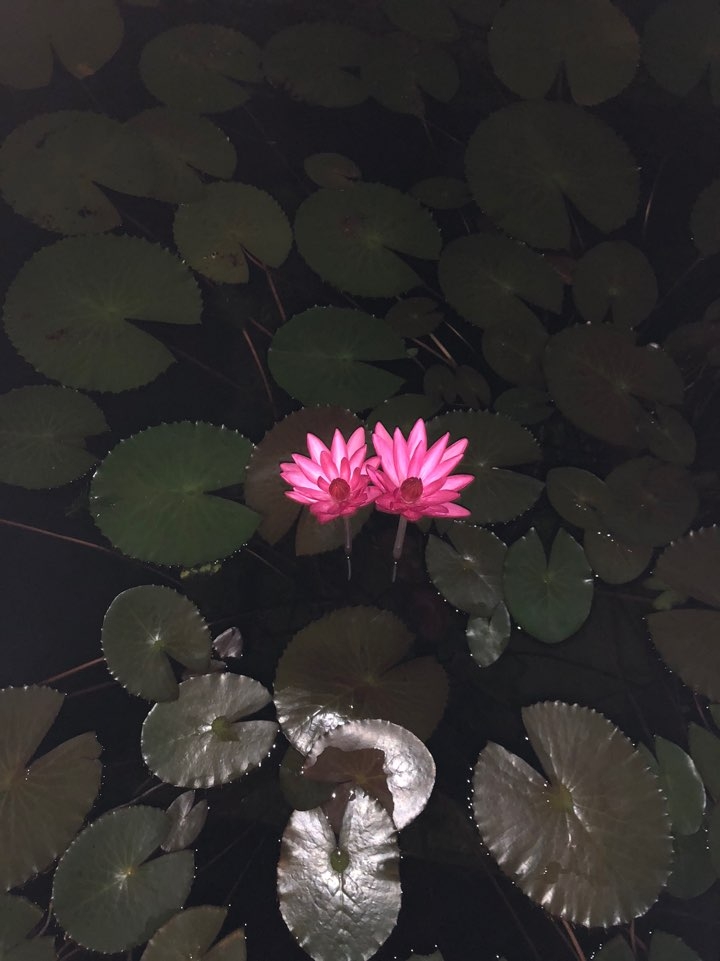 프로파일