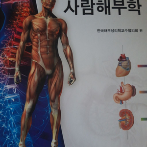 사람해부학