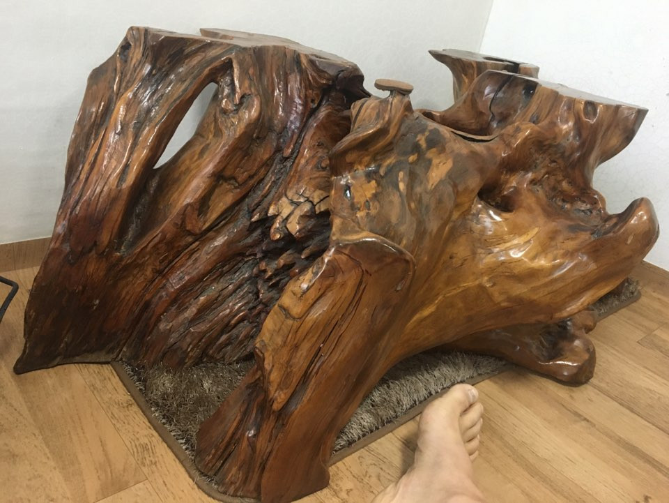 주목나무 뿌리테이블--1