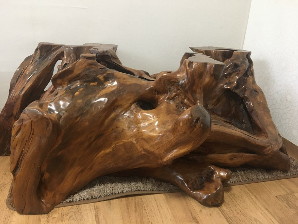 주목나무 뿌리테이블--2