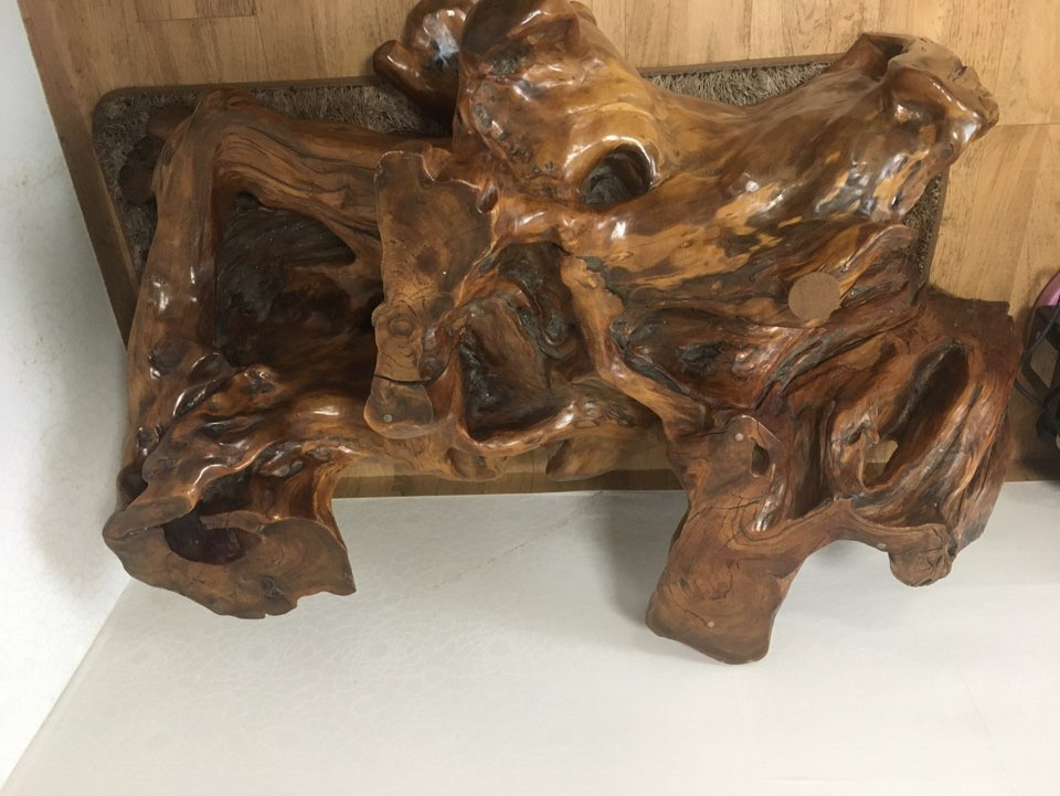 주목나무 뿌리테이블--3