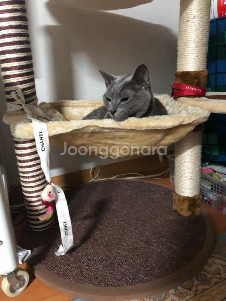 고양이 2단캣타워+패브릭 하우스 팔아요--8