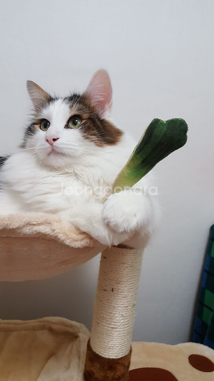 고양이 2단캣타워+패브릭 하우스 팔아요--0