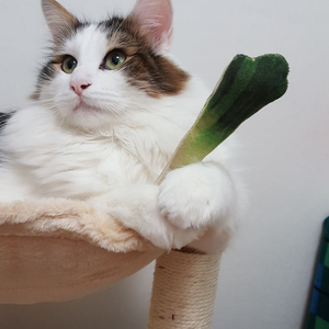 고양이 2단캣타워+패브릭 하우스 팔아요