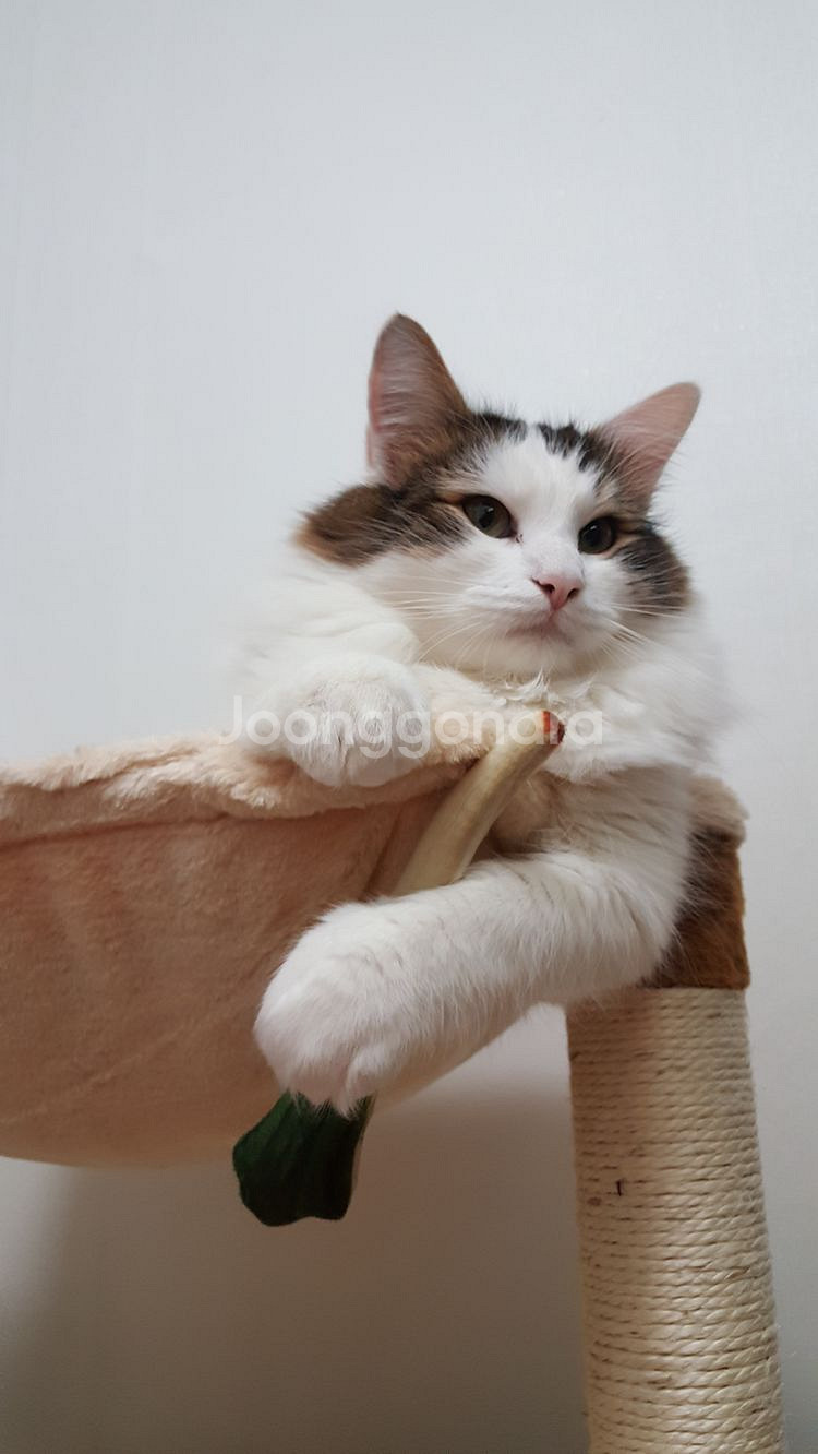 고양이 2단캣타워+패브릭 하우스 팔아요--9