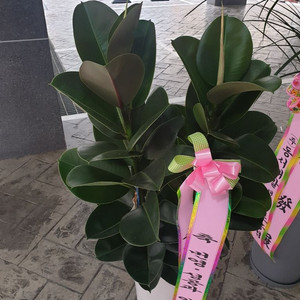 꽃 화분 나무 팝니다