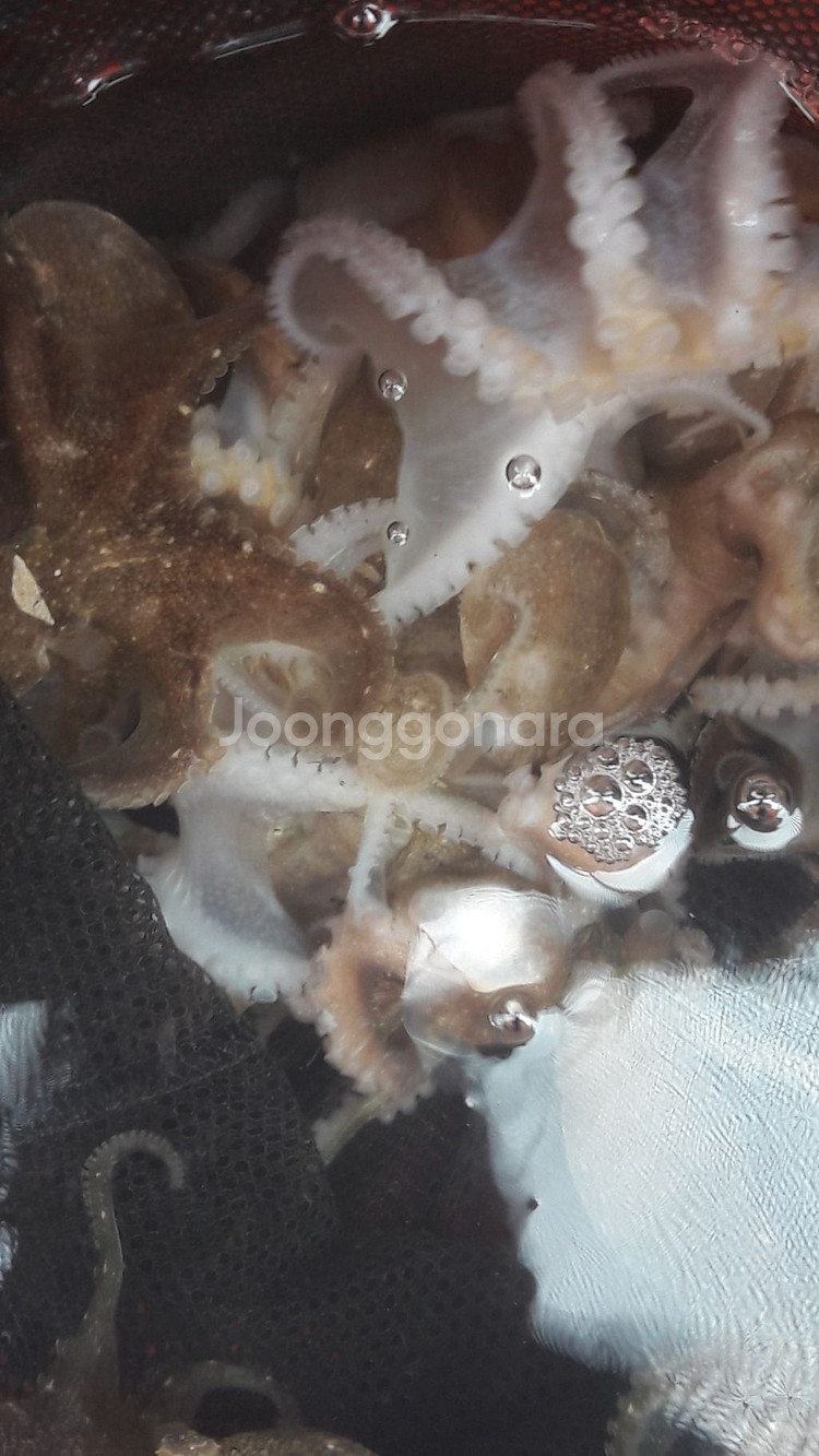 주꾸미 예약 판매 합니다--0