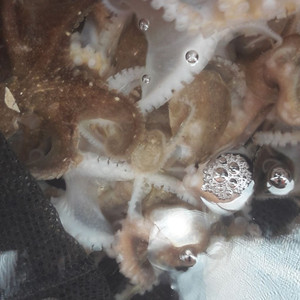 주꾸미 예약 판매 합니다