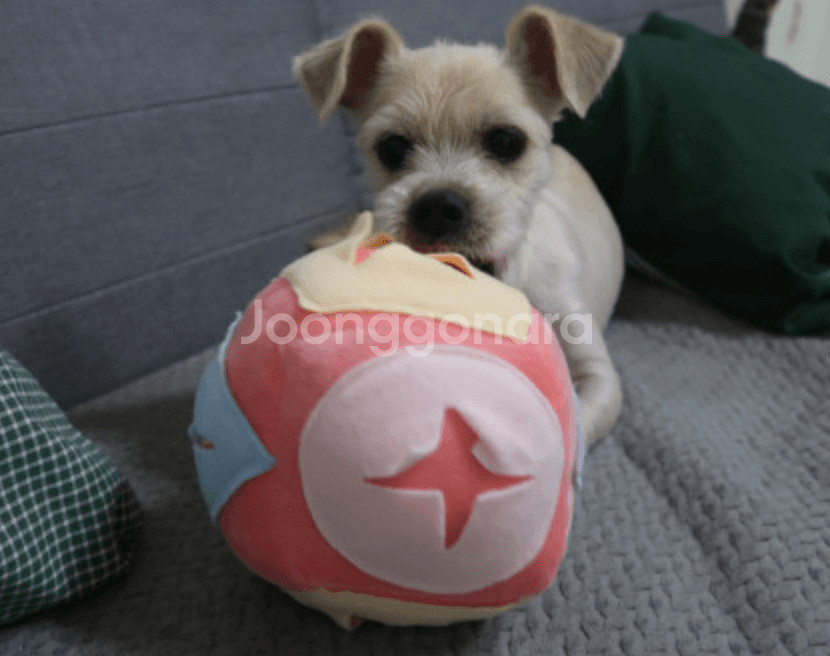 집에서 하는 산책, 강아지 킁킁볼--4