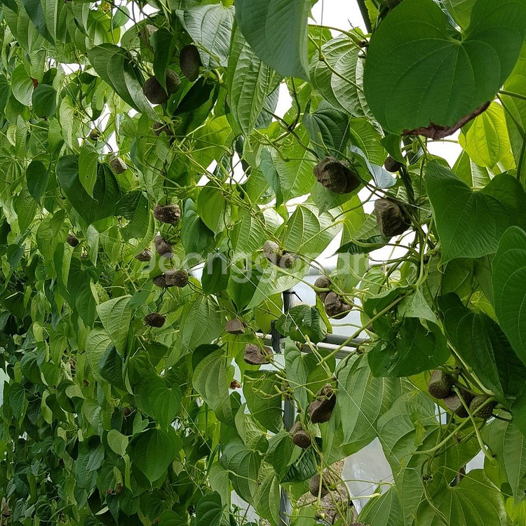 직접 재배한 열매마--1
