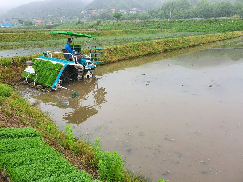 20년 햅쌀, 쌀(밀키퀸) 10Kg--1