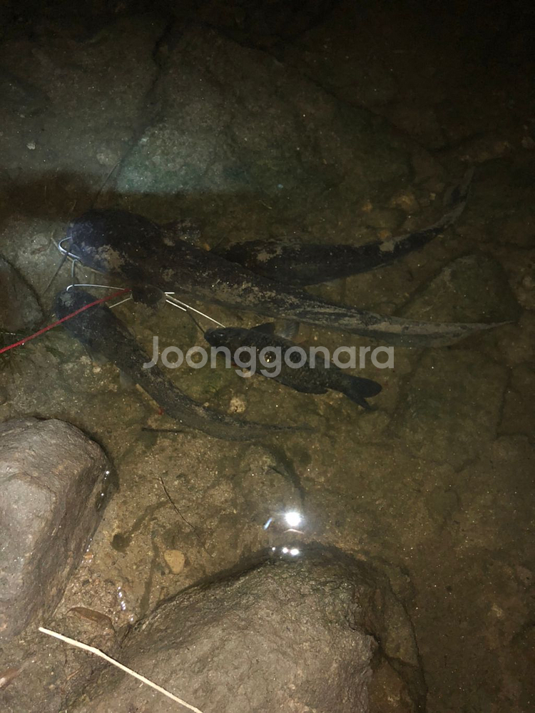 쏘치팝2 s662 L대 급처@--1