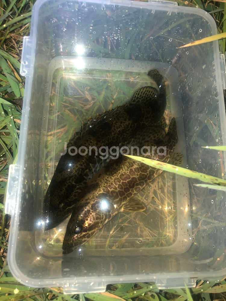 쏘치팝2 s662 L대 급처@--2