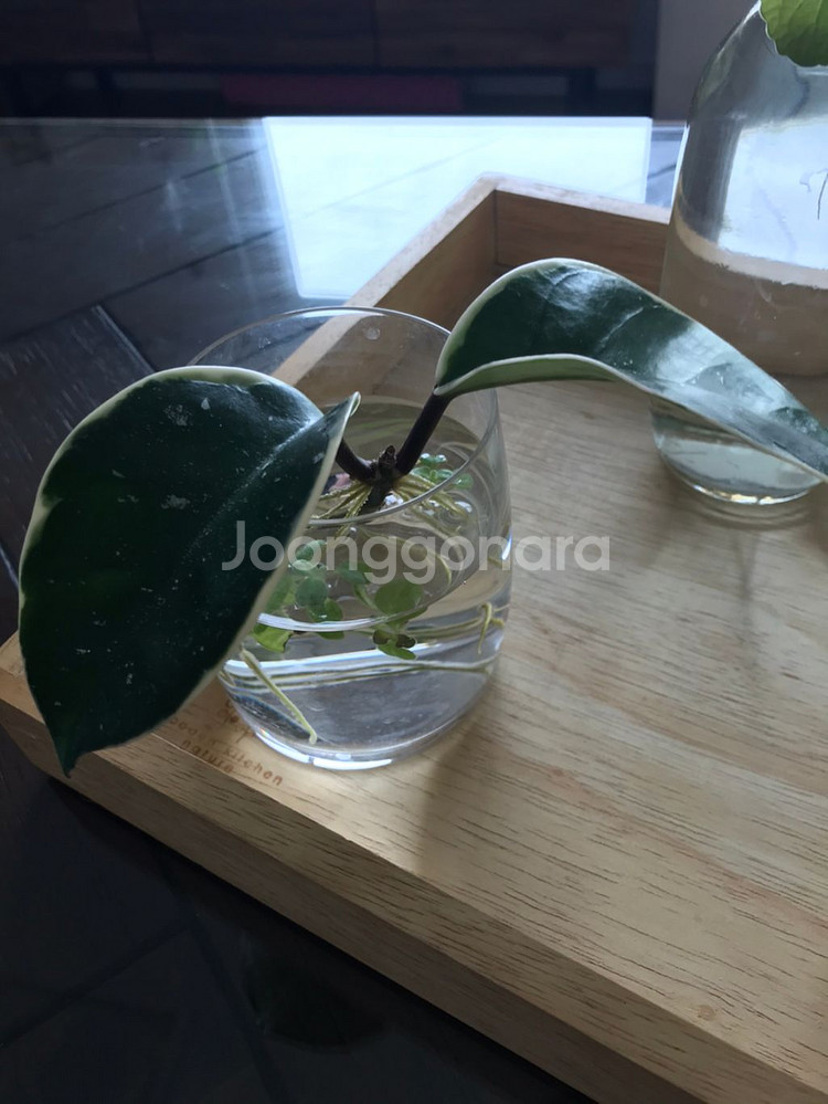 수경식물 4종과 유리컵 외 일괄 4종 개별판매 1만원--1