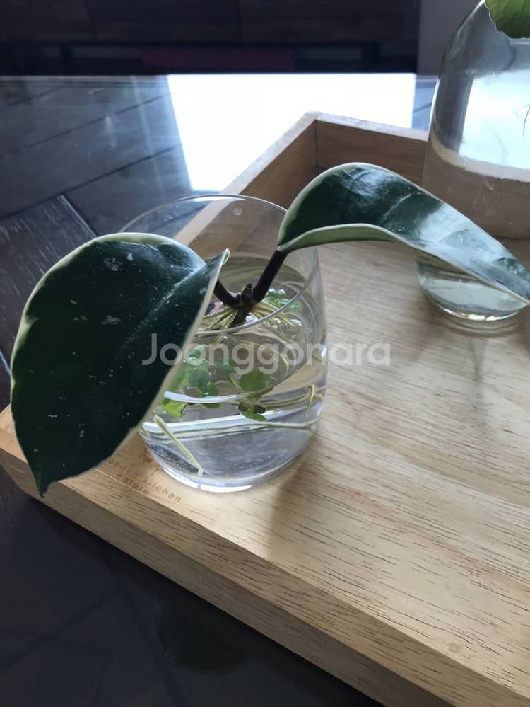 수경식물 4종과 유리컵 외 일괄 4종 개별판매 1만원--2