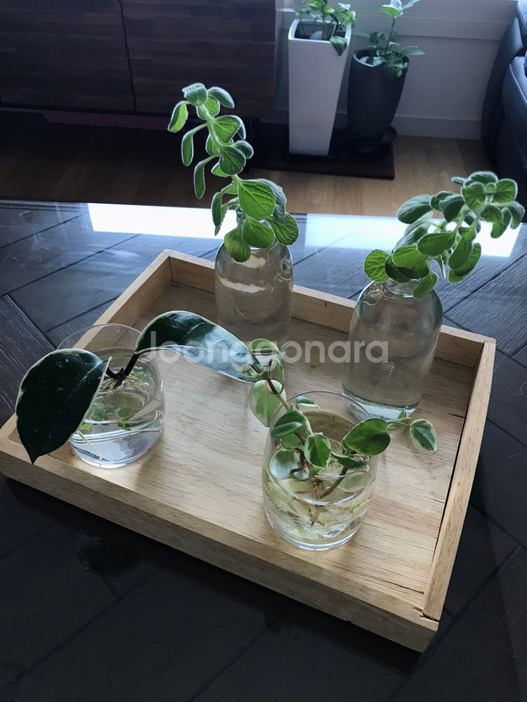 수경식물 4종과 유리컵 외 일괄 4종 개별판매 1만원--0