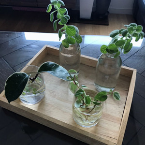 수경식물 4종과 유리컵 외 일괄 4종 개별판매 1만원