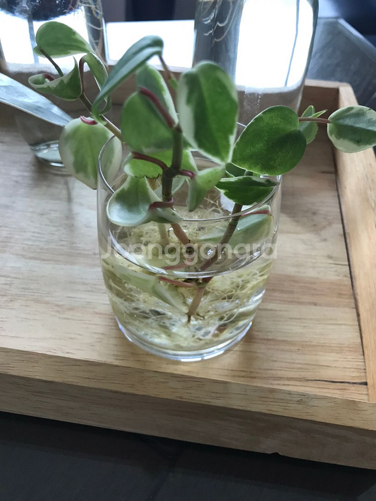 수경식물 4종과 유리컵 외 일괄 4종 개별판매 1만원--3