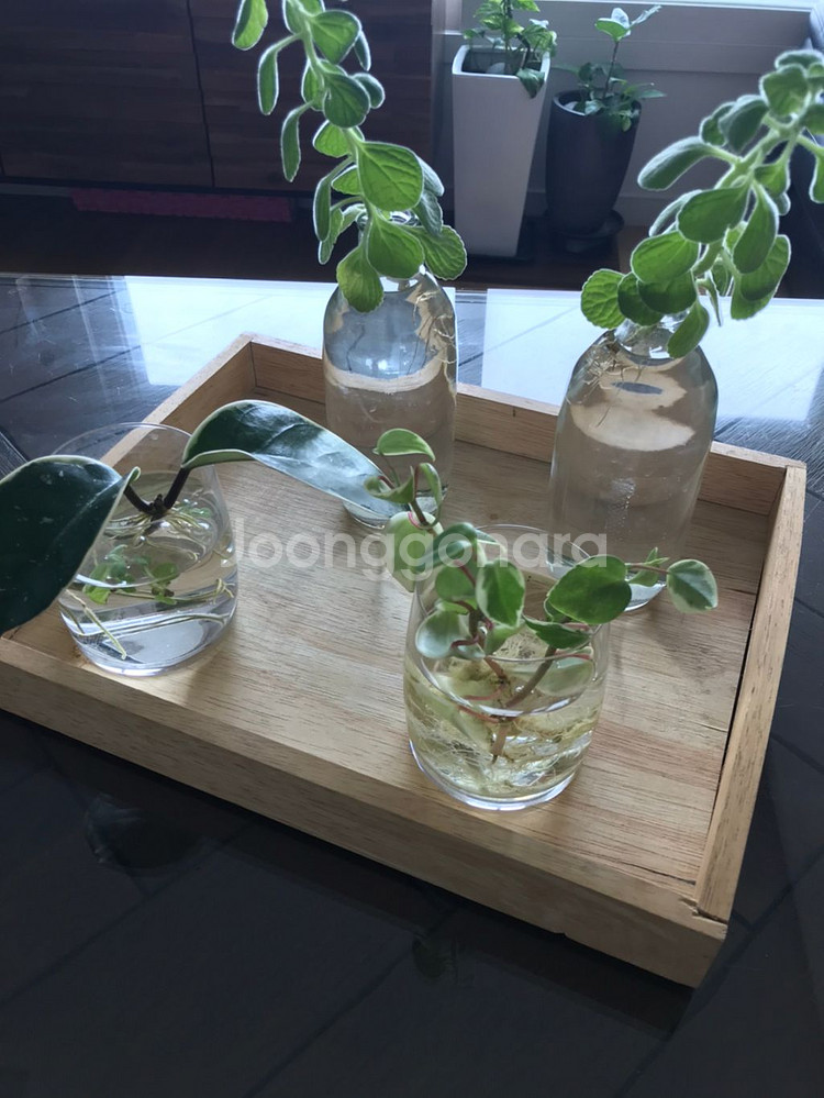 수경식물 4종과 유리컵 외 일괄 4종 개별판매 1만원--4