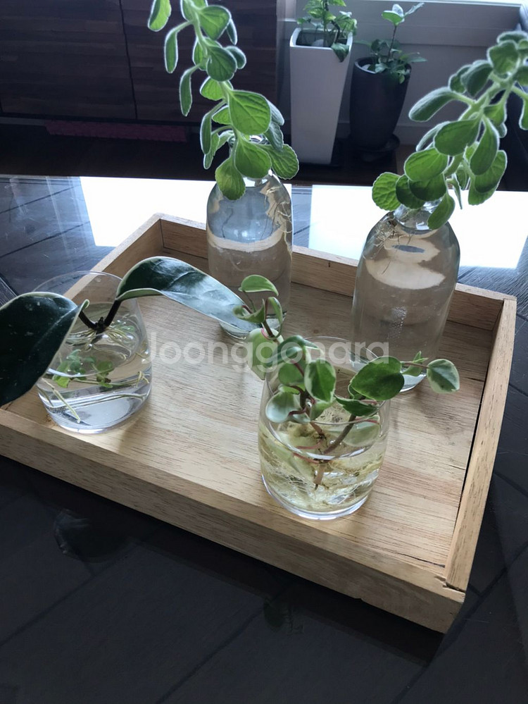 수경식물 4종과 유리컵 외 일괄 4종 개별판매 1만원--5