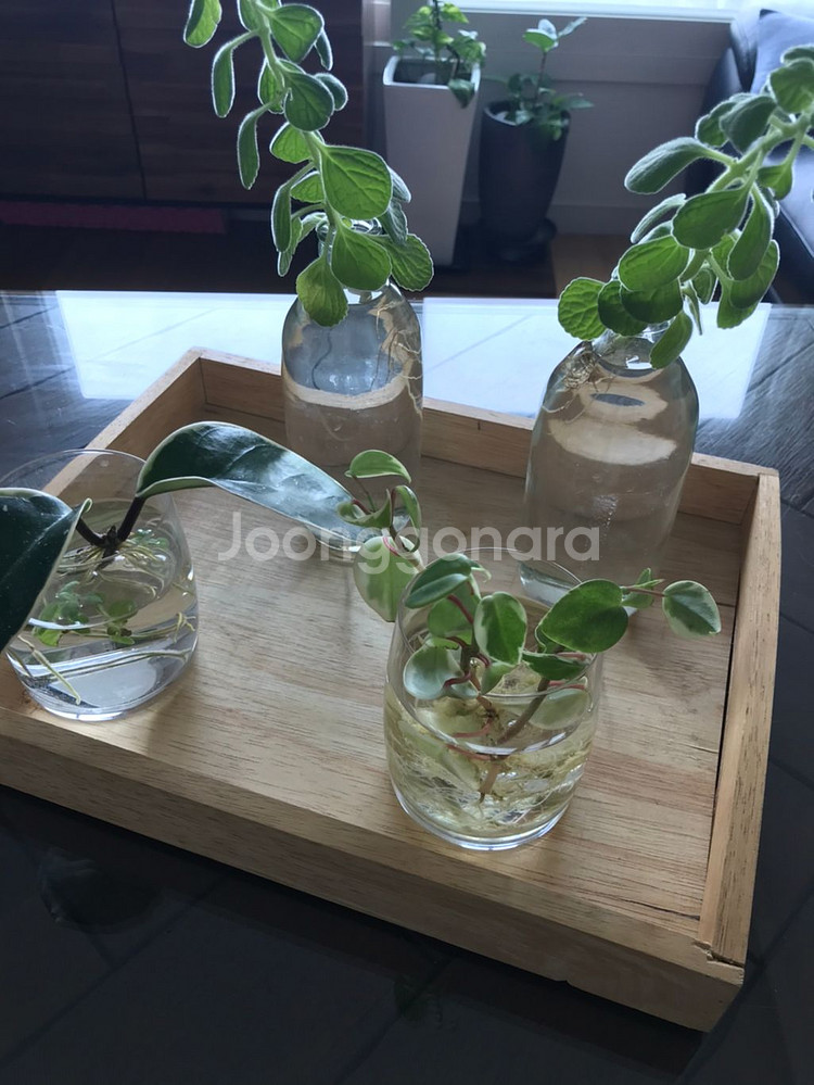 수경식물 4종과 유리컵 외 일괄 4종 개별판매 1만원--7