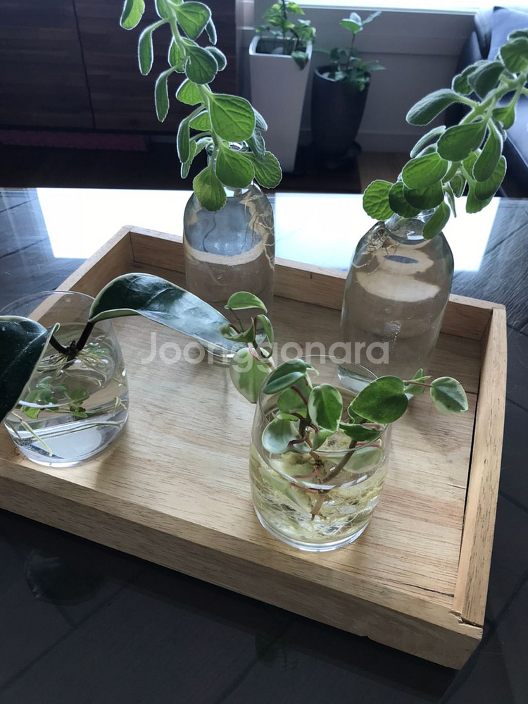 수경식물 4종과 유리컵 외 일괄 4종 개별판매 1만원--6