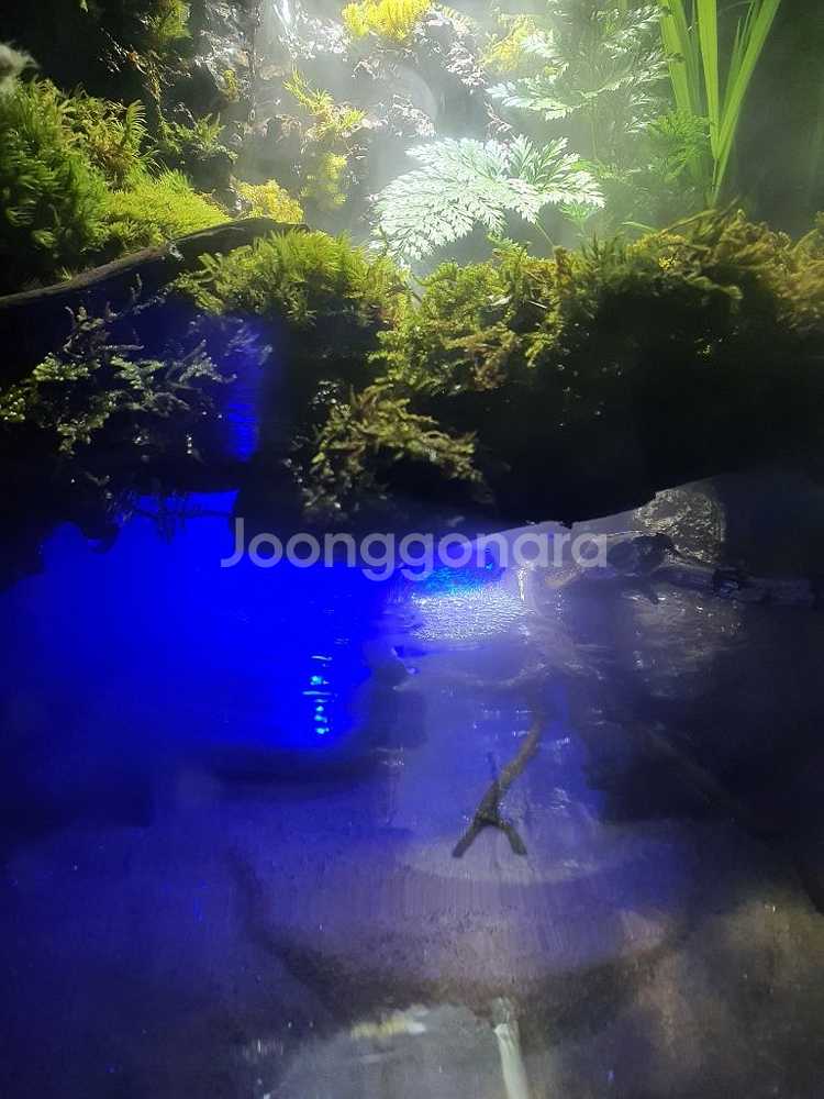 30 배럭 어항 안개 해골폭포 아쿠아 테라리움 풀세트--7