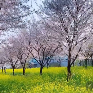 브라운 태닝기계 43핀 구해요