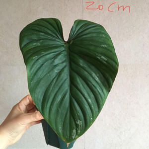 필로덴드론 플로우마니 판매해요