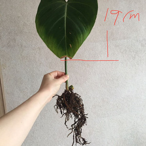 필로덴드론 글로리오섬 판매해요