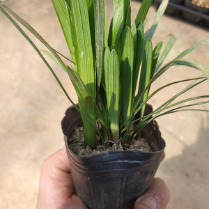 맥문동 모종 (3치포트 50개) 직접 생산,판매 농장 이미지