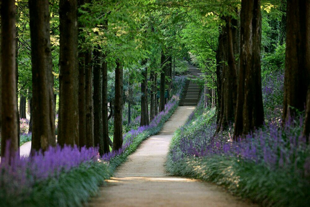 맥문동 모종 (3치포트 50개) 직접 생산,판매 농장 이미지