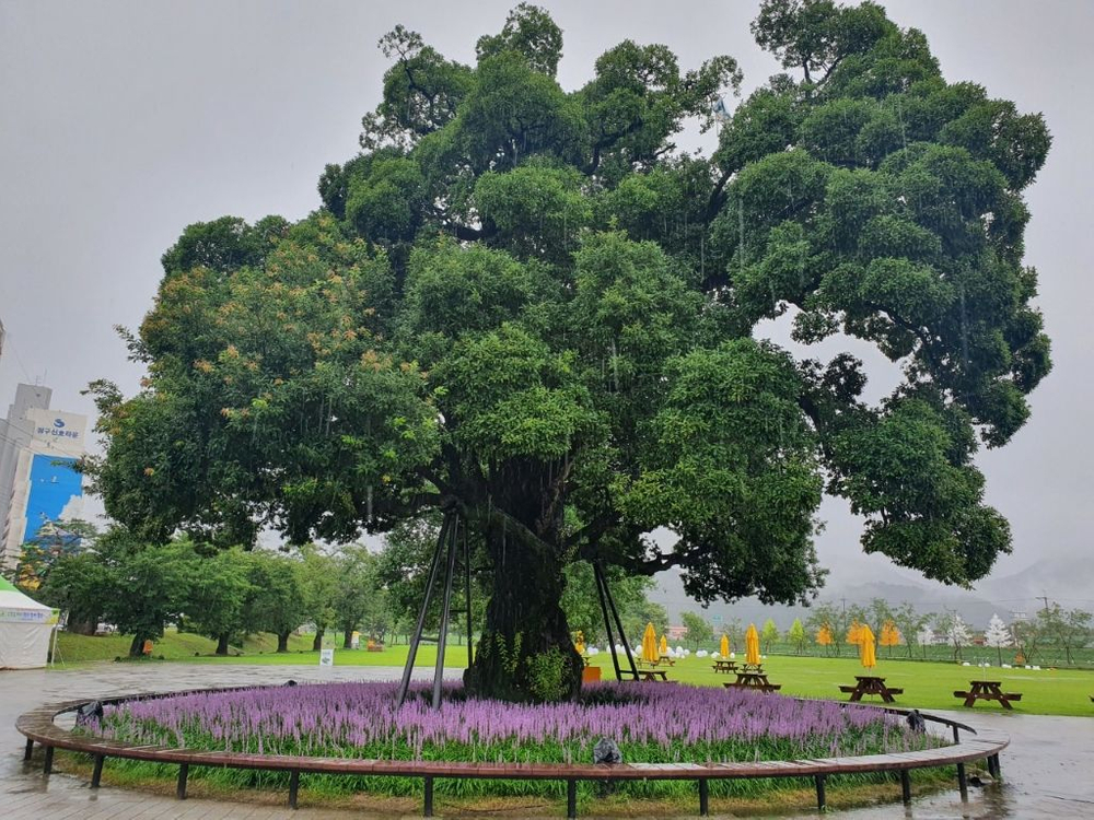 맥문동 모종 (3치포트 50개) 직접 생산,판매 농장 이미지