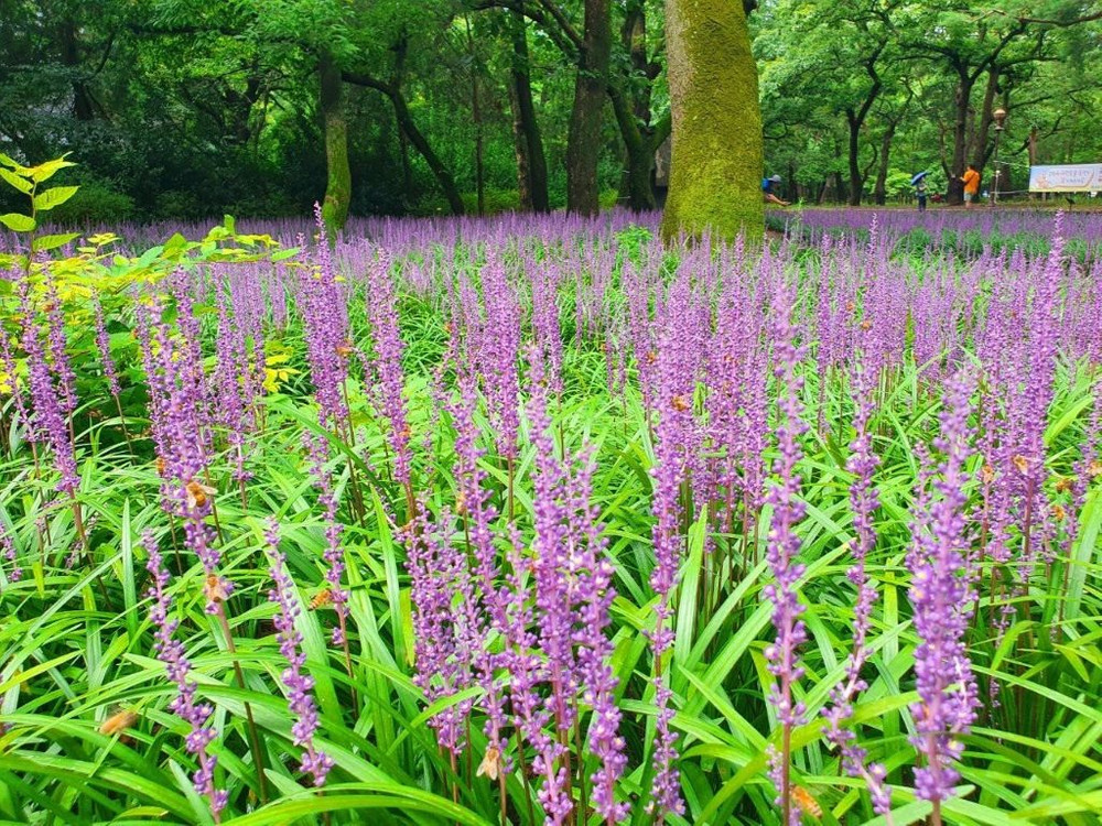 맥문동 모종 (3치포트 50개) 직접 생산,판매 농장 이미지