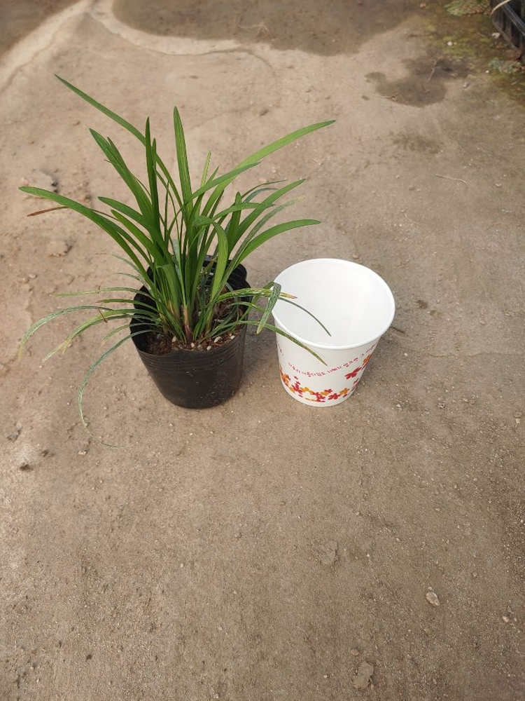 맥문동 모종 (3치포트 50개) 직접 생산,판매 농장 이미지