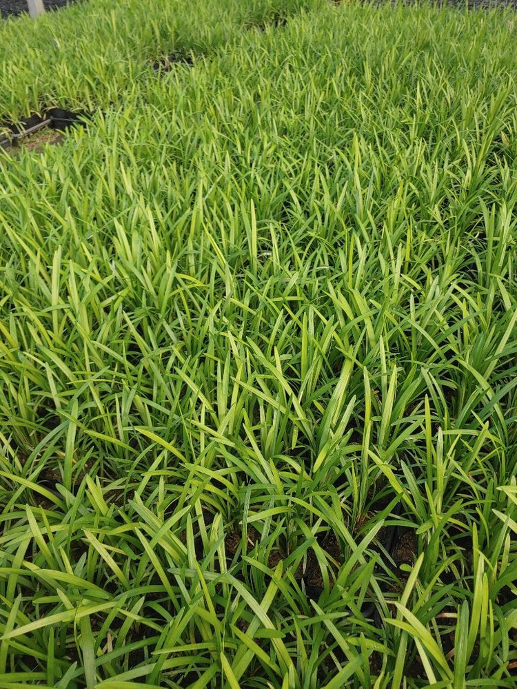 맥문동 모종 (3치포트 50개) 직접 생산,판매 농장 이미지