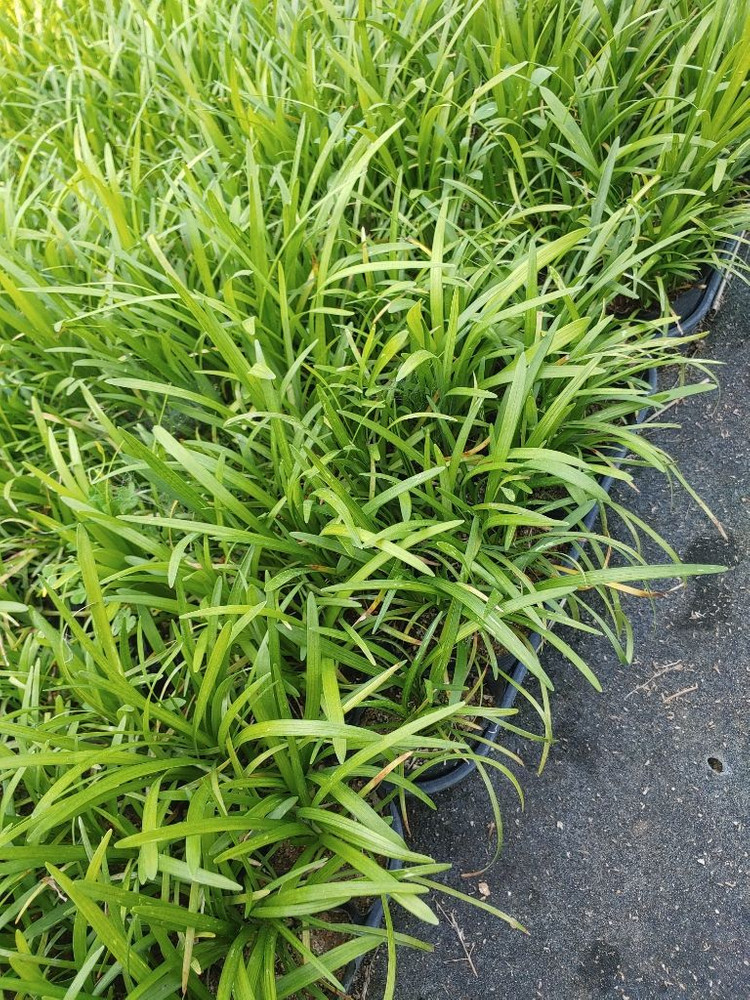 맥문동 모종 (3치포트 50개) 직접 생산,판매 농장 이미지