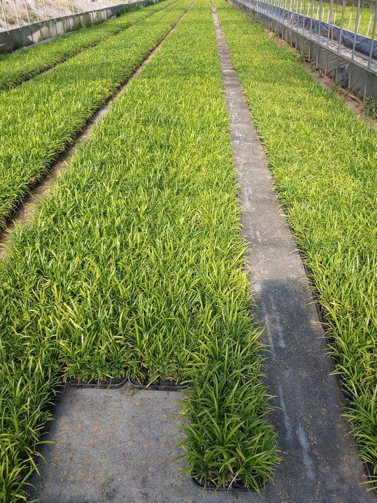 맥문동 모종 (3치포트 50개) 직접 생산,판매 농장 이미지